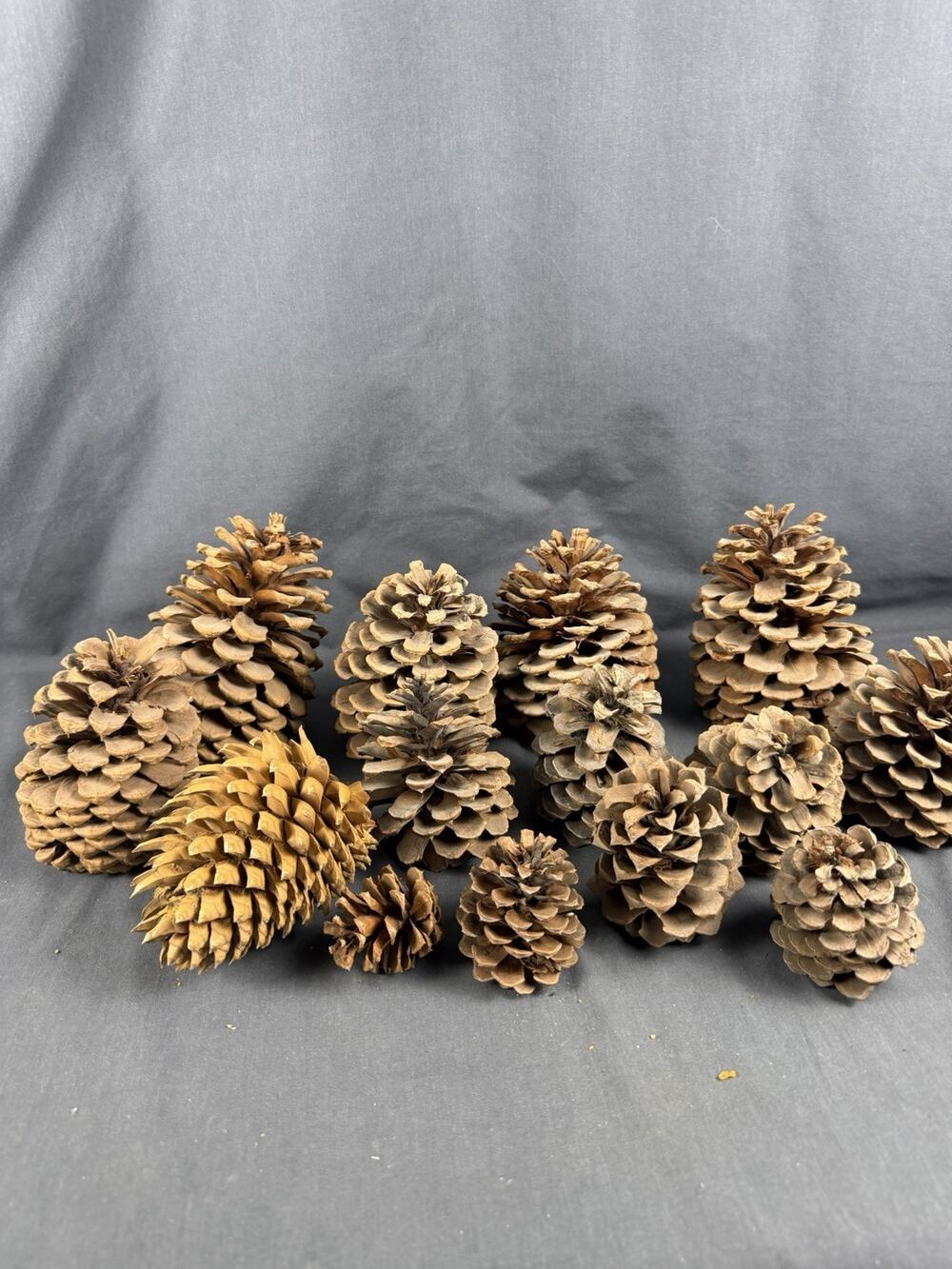 Lot of 14 Mostly Ponderosa Pine Cones 2”-6” See Photos, Read Description